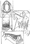 From the private collection of Dr. Sharon E. Cregier
