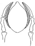 From the private collection of Dr. Sharon E. Cregier